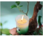 Panda Aromatherapy Premium Fragrance Set